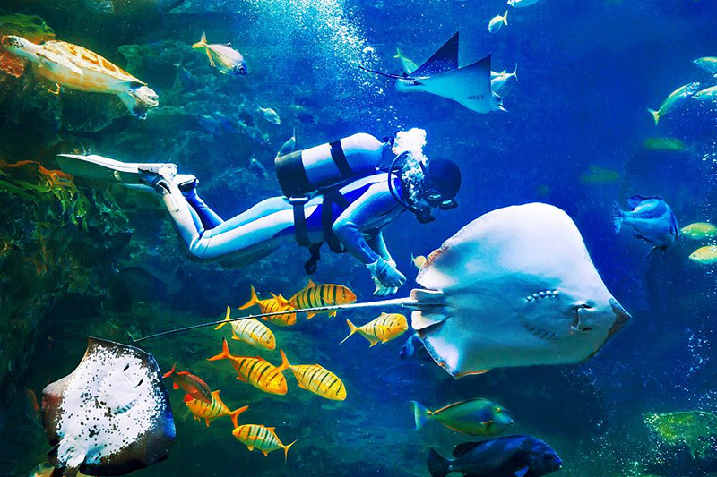 Thaistone's commitment to quality and innovation sets it apart in the competitive diving equipment market