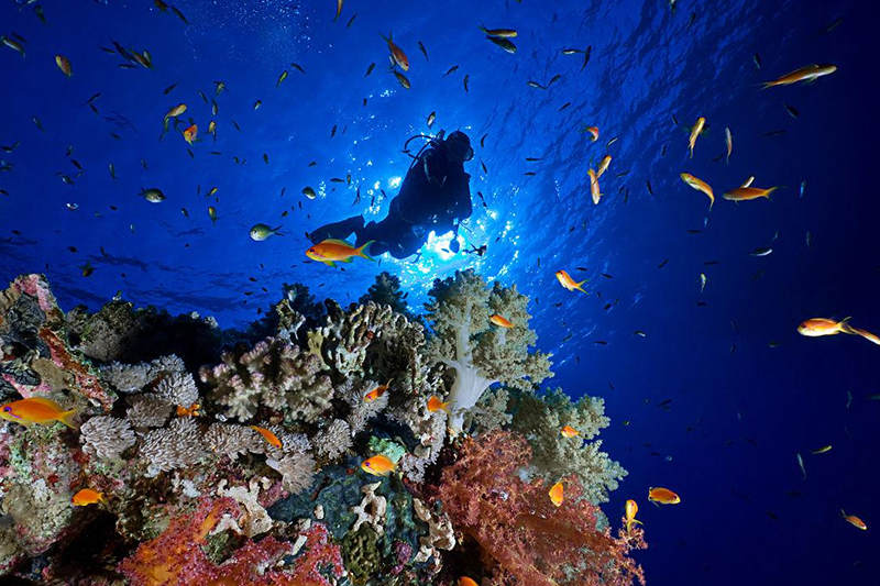 Caring for the original ecology of marine organisms